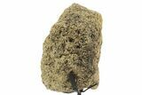 Dinosaur (Triceratops) Frill Shield Section w/ Stand - South Dakota #378575-2